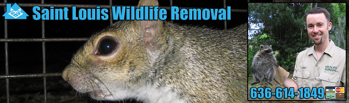 Saint Louis Wildlife and Animal Removal